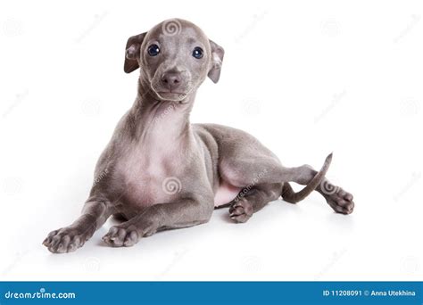 Italian greyhound puppy stock image. Image of greyhound - 11208091