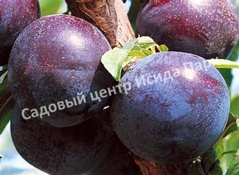 Слива Блэк Амбер саженцы купить в Москве и Подмосковье в питомнике
