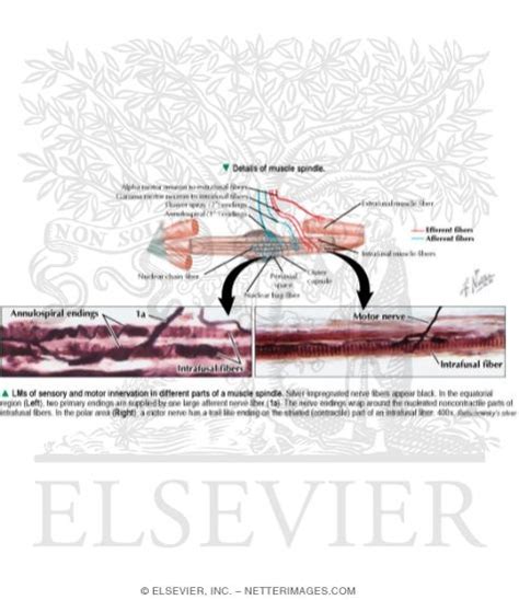 Details of Muscle Spindle With Light Micrographs of Sensory and Motor ...