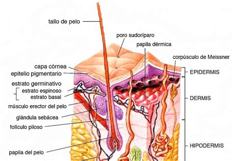 Sistema Tegumentario Cuerpo Humano Sistema De Rganos En La Piel Humana