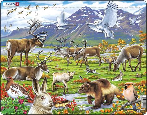 Larsen FH14 Flora E Fauna Della Tundra Artica Puzzle Incorniciato Con