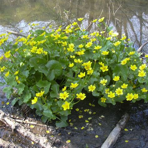 Une Mare Naturelle Au Jardin Visites Et M Thodes Le Potager Permacole