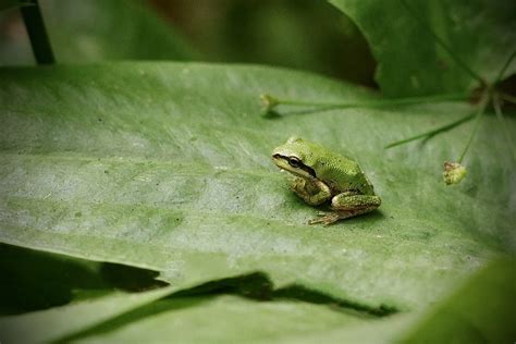 Tiny Tree Frog IV Laura Dillaway Flickr