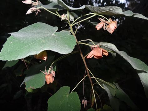 East African Plants A Photo Guide Dombeya Burgessiae Gerrard Ex Harv