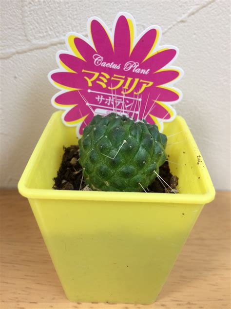 ダイソーでレアで珍しい観葉植物をゲットPart⑲ 我が家の観葉植物を紹介します