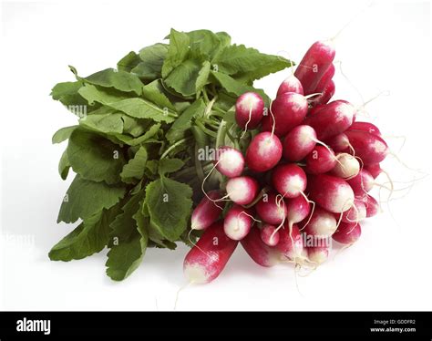 Pink Radish Raphanus Sativus Against With Background Stock Photo Alamy