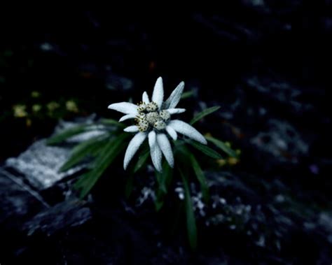 Edelweiss Flower Growing And Care Tips Greenplantpro