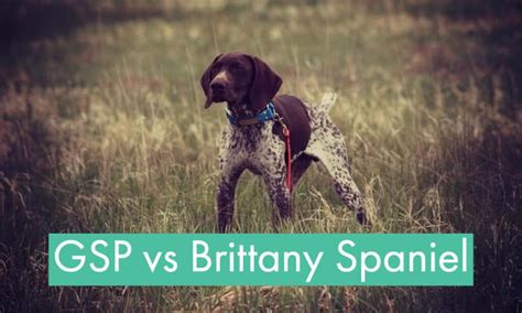 German Shorthaired Pointer Vs Brittany Spaniel Gsp Owners