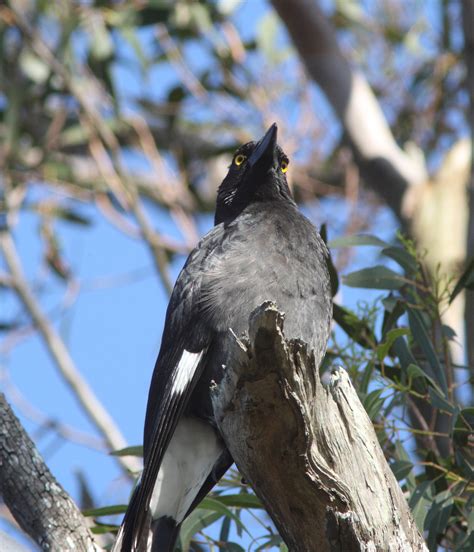 An apple a day keeps the Currawong away. | BIRDS in BACKYARDS