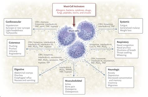 Mast Cells Mastocytosis And Related Disorders Nejm