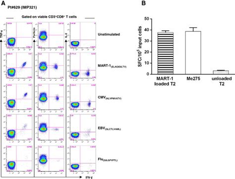 Cd8 T Cells At Peak Of Response Secrete Effector Cytokines Against Download Scientific Diagram