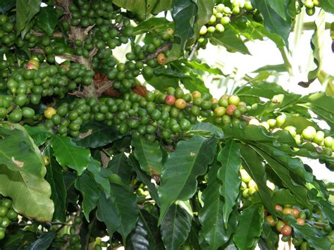 Planta Del Café Coffea Arabica Coffee Plant Rafael Medina Flickr