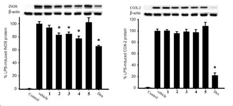 Effect Of Compounds 1 To 5 10 μm On Pro Inflammatory Inos And Cox 2