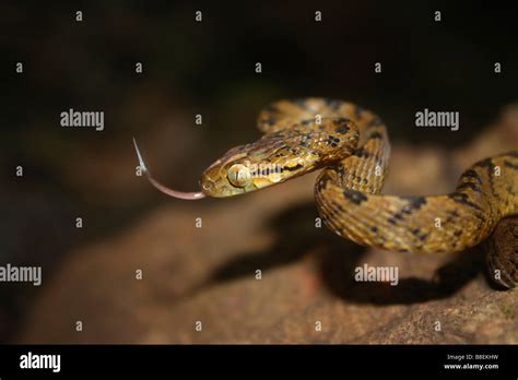 Ceylon Cat Snake Boiga Ceylonensis Mildly Venomous Common Mahableshwar