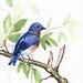 Bluebird Watercolor Painting Botanical Wall Art Gender - Etsy