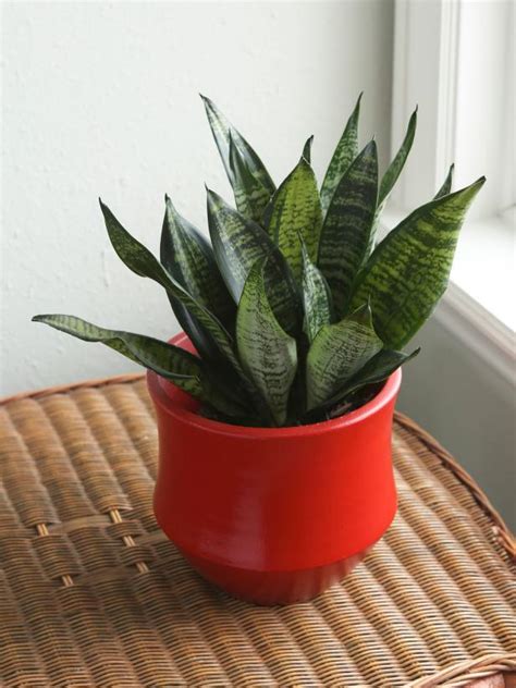 Best Plants For Cleaning Indoor Air Hgtv