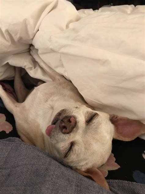 “Sometimes I sleep on my back” blop : r/blop