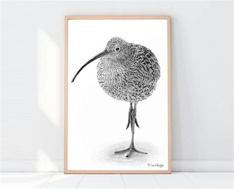 Kiwi Bird PNG Printable Art Bird Art Bird Wall Decor Kiwi - Etsy