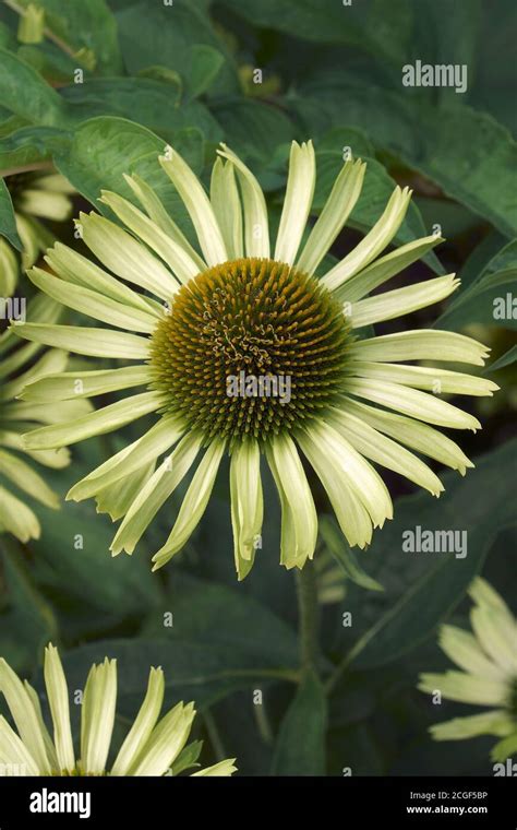 Cheyenne Spirit Coneflower Echinacea Cheyenne Spirit Stock Photo Alamy