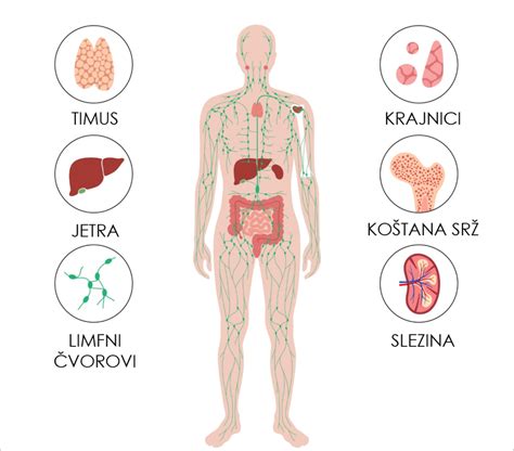 Imunitet Caruje Snagom Zdravlja Pharmanova