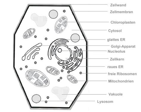 Aufbau Der Zelle