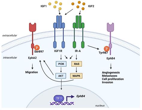 Cells Free Full Text Unraveling The Igf System Interactome In