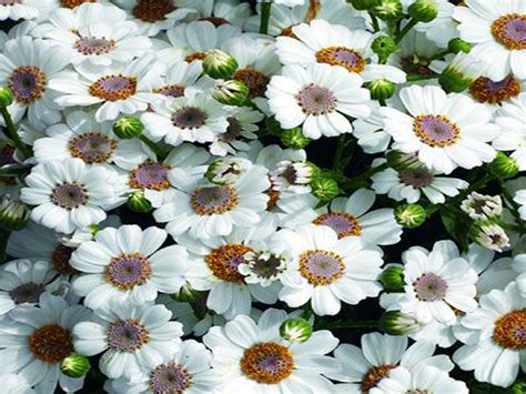 Cineraria - dwarf varieties - Living Colour Plants