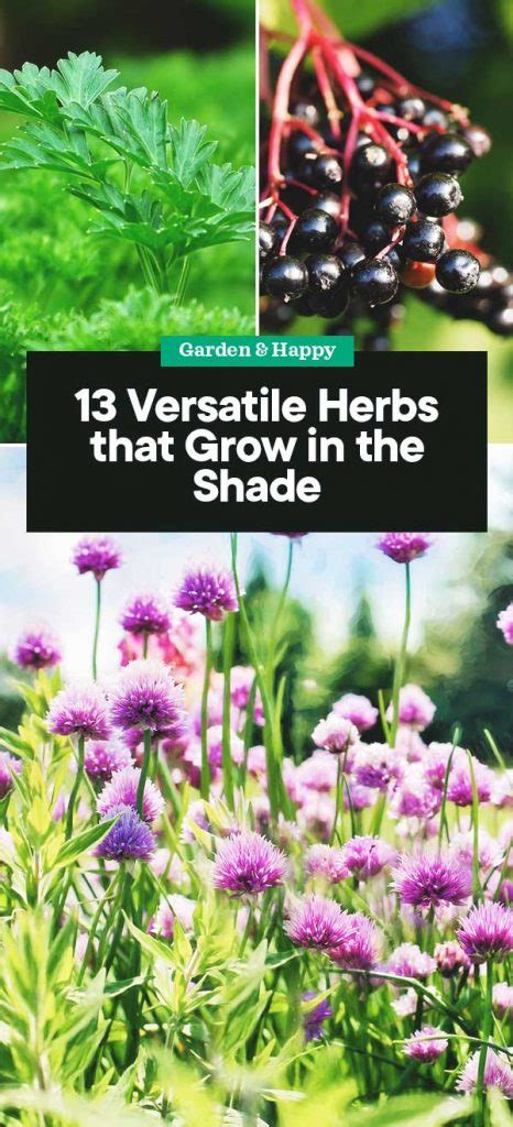 13 Versatile Herbs That Grow In The Shade Garden And Happy