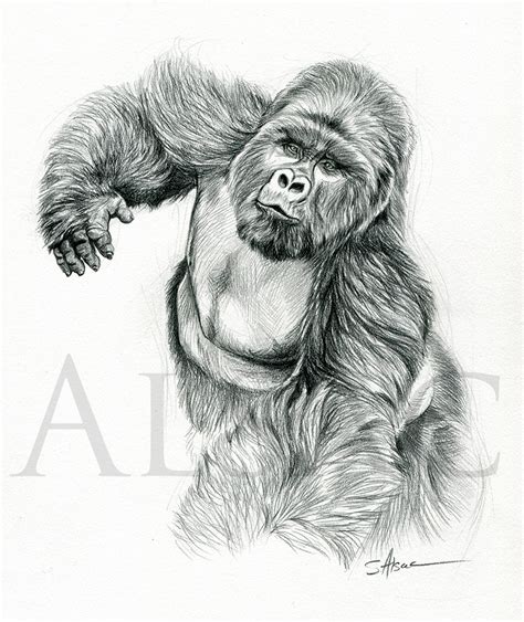 Silverback Gorilla Drawing