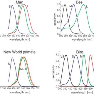 Photoreceptor Spectral Sensitivities Of A Human 92 New World Monkey