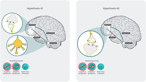 The Mechanism Of Action Of Reagila