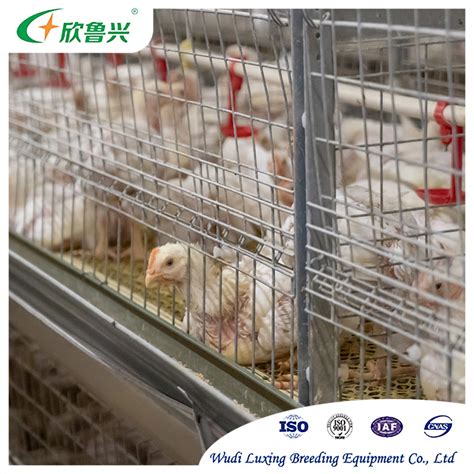 Modern H Type Multi Tiers Poultry Farm Equipment Battery Farming Cage