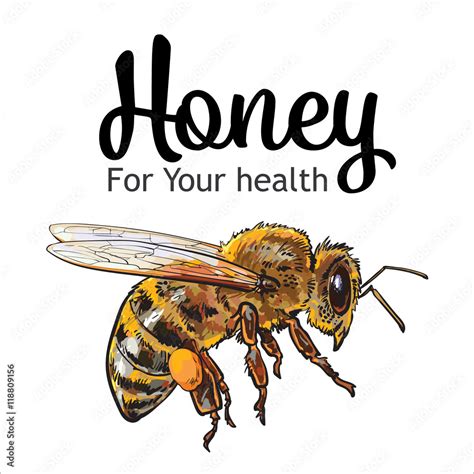 Flying honey bee, sketch style vector illustration isolated on white ...