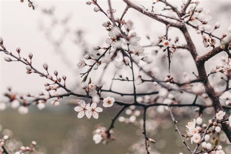 Pink Cherry Blossoms · Free Stock Photo