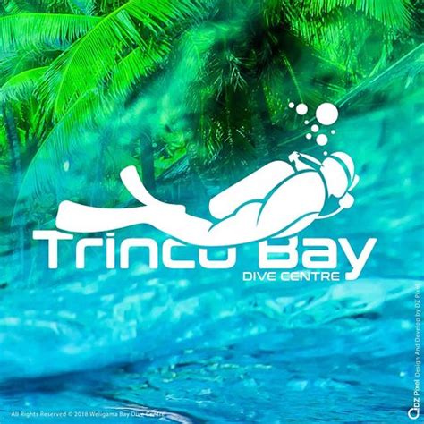 Whales And Dolphins Watching Tours Trincomalee All You Need To Know