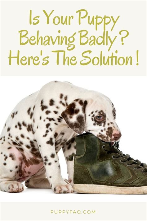 Puppy Behaving Badly Heres The Solution Puppy Training Puppies