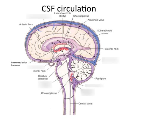 CSF Circulation Diagram Quizlet