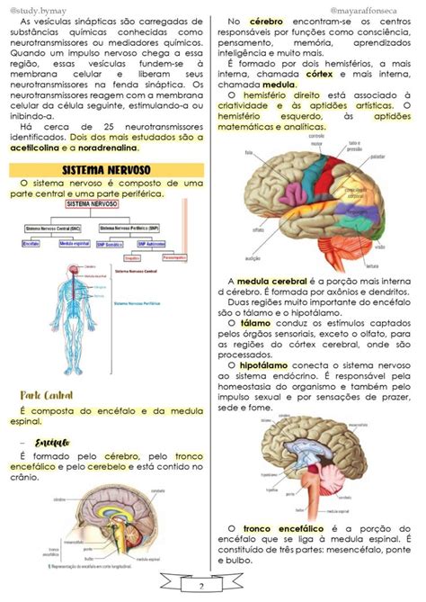 Estrutura Geral Do Sistema Nervoso Resumo Detalhes Científicos