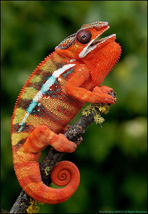 Chameleon by Paul Bratescu | Chameleon pet, Animals, Animals beautiful
