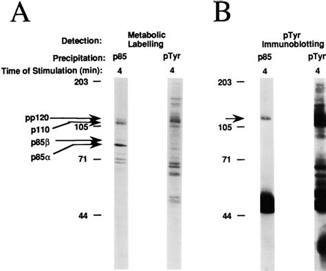 Specific Association Of The Isoform Of The P Subunit Of