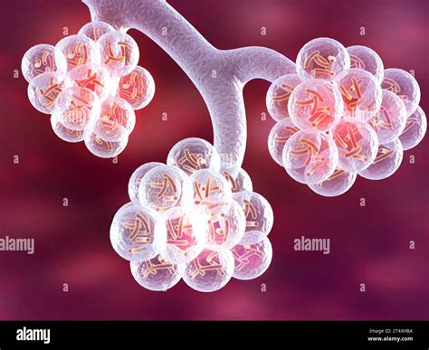 Alv Olos De Los Pulmones Humanos Ilustraci N D Fotograf A De Stock