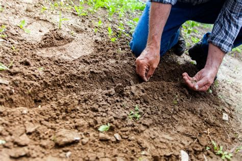 Conoce la importancia de la fertilización Parques Alegres I A P