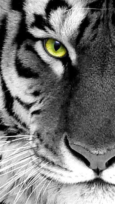 🔥 [50+] White Tiger iPhone Wallpapers | WallpaperSafari