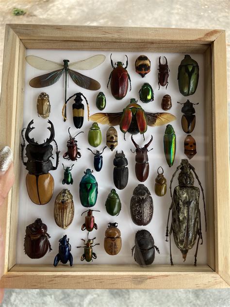 Set Mix Beetle Real Insect Taxidermy Entomology Wood Box Display Home