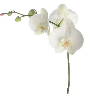 White Orchid Transparent Image Png Play