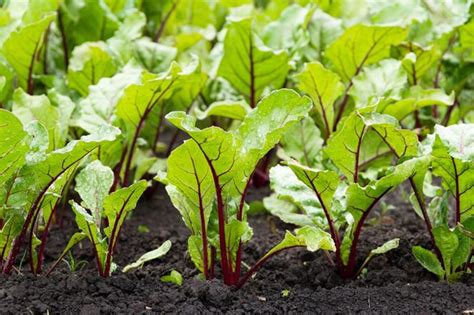 Uprawa buraka liściowego na balkonie Jak uprawiać buraki w pojemnikach