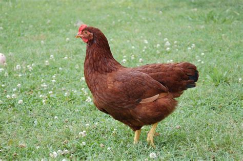 The Heritage Rhode Island Red Site Page 119 Backyard Chickens