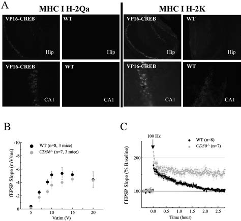 Gene Expression Profiling Of Facilitated L Ltp In Vp Creb Mice