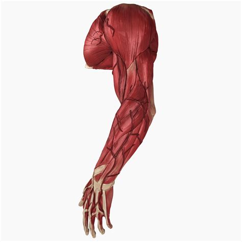 Complete Male Arm Anatomy 3d Model 99 Fbx Max Ma Obj Free3d