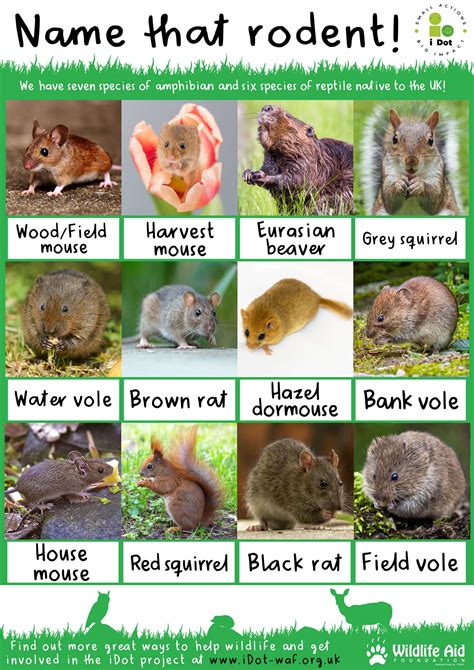 Uk Rodents Identification Chart